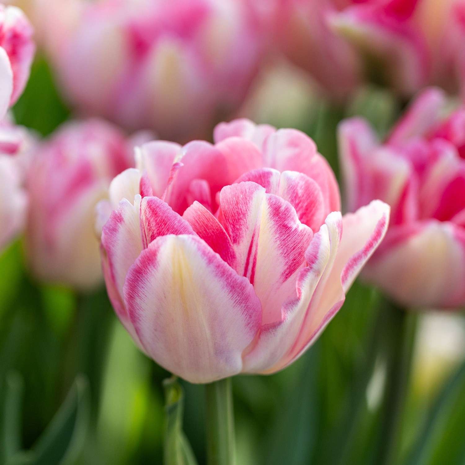 Tulppaani 'Foxtrot'